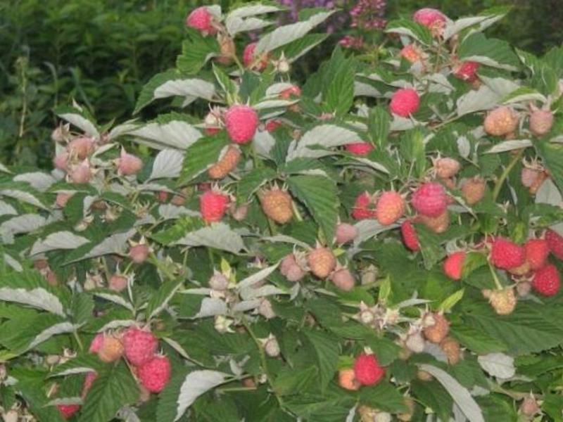 Varieti varieti raspberry