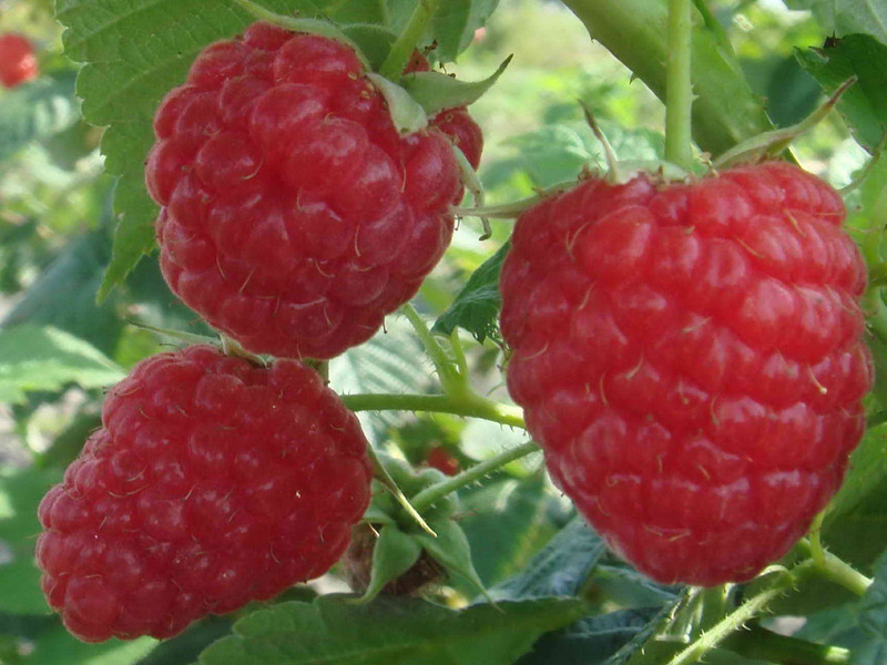 Pelbagai raspberry