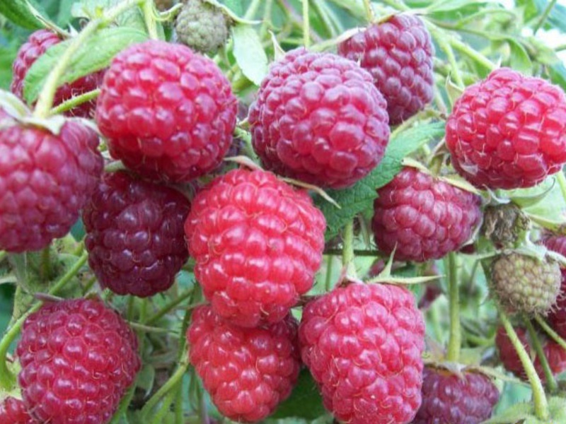 Jenis raspberi taman