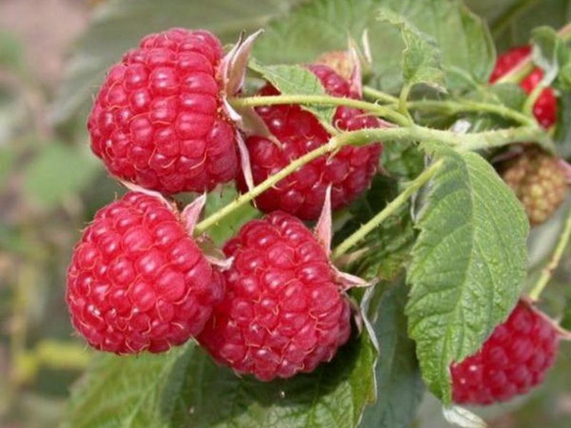 Raspberry masak