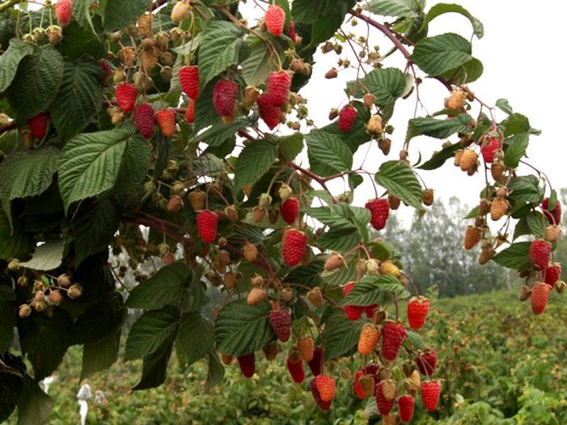 Varieti raspberi terbaik