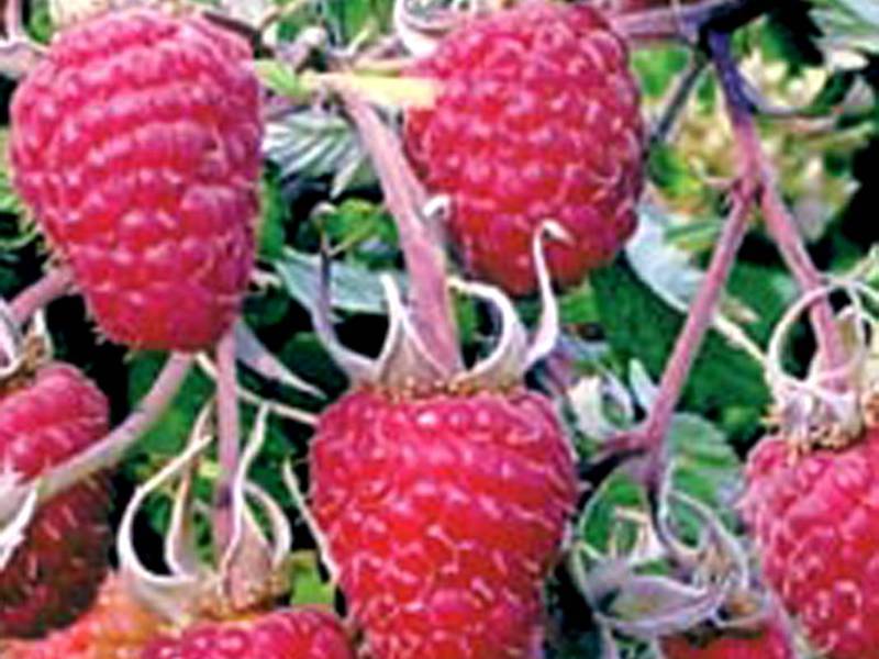 Penjagaan raspberry