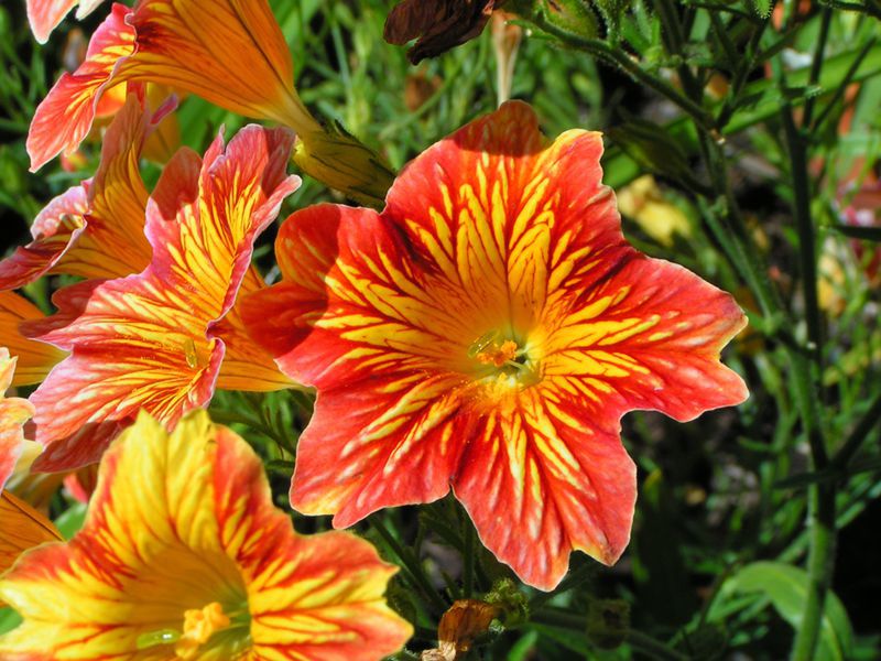 Cara pemindahan Salpiglossis