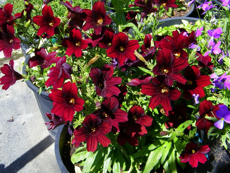 Pembiakan Salpiglossis