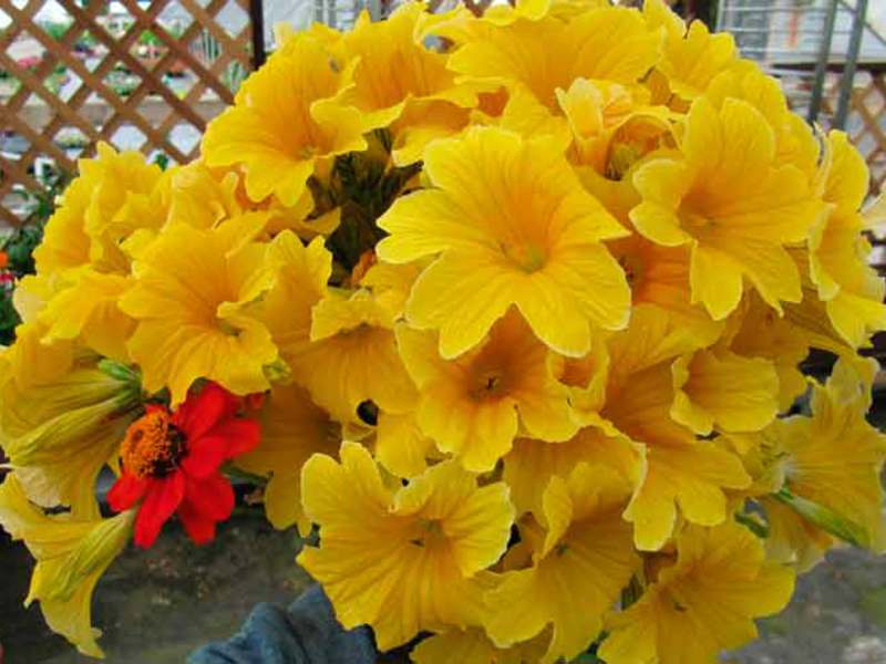 Salpiglossis dan perawatannya