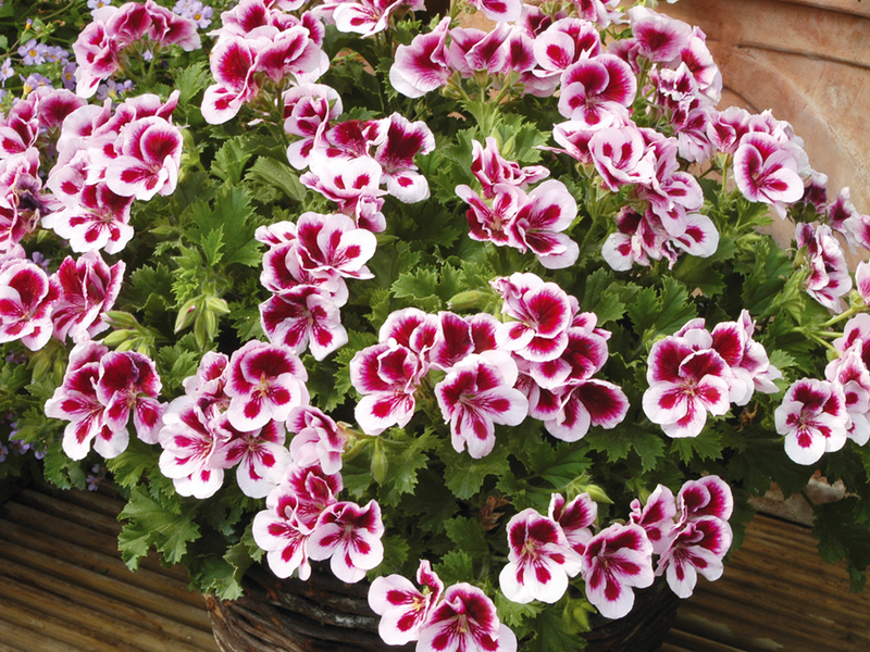 Varieti geranium diraja