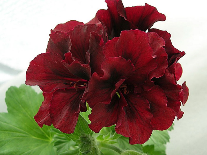 Pelargonium pelbagai kerajaan Romeo