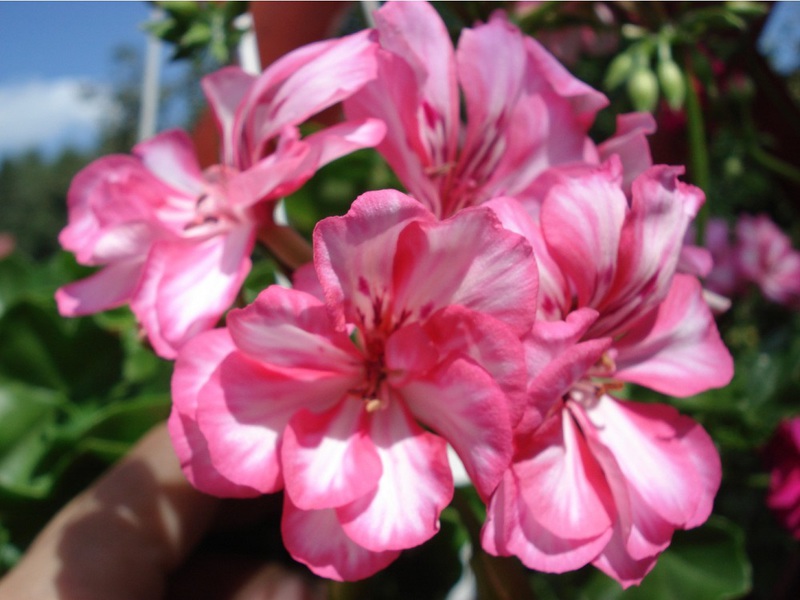 Jenis bunga pelargonium dari pelbagai kerajaan Carme