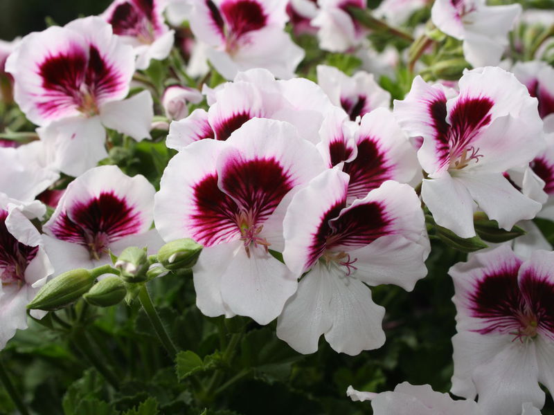 Bunga pelargonium dari pelbagai malaikat kerajaan