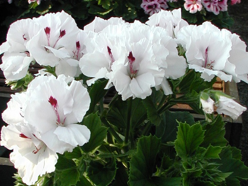 Jenis bunga pelargonium diraja jenis Mona Liza