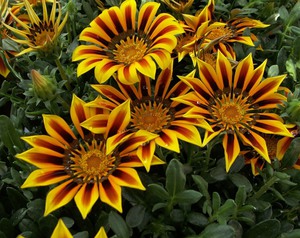 Menggunakan gazania