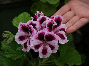 Nuansa merawat pelargonium diraja semasa tidur