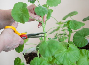 Cara memangkas pelargonium diraja di rumah