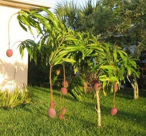 Cara menanam mangga di rumah