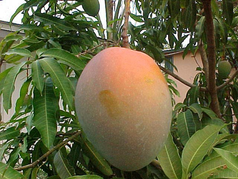 Mangga ditanam di sebuah pangsapuri