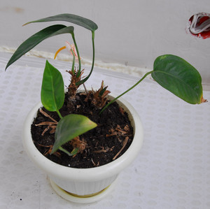 Pembiakan anthurium