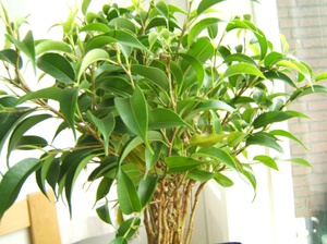 Penjagaan Benjamin ficus