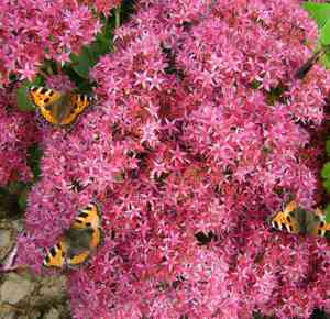 Sedum bunga kebun