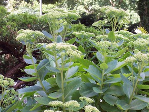 Sedum berdaun tebal