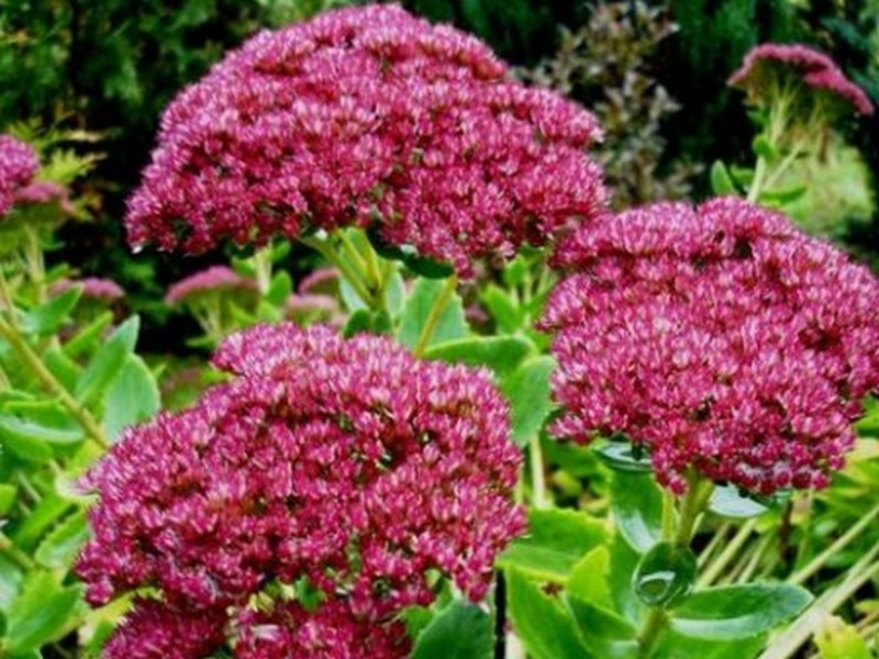 Jenis dan jenis sedum