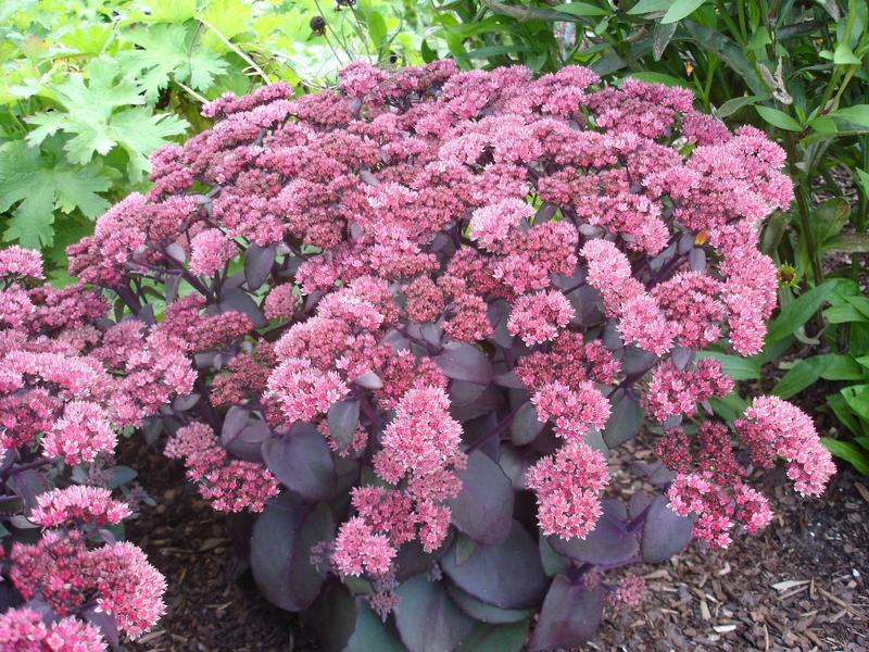 Penanaman stonecrop