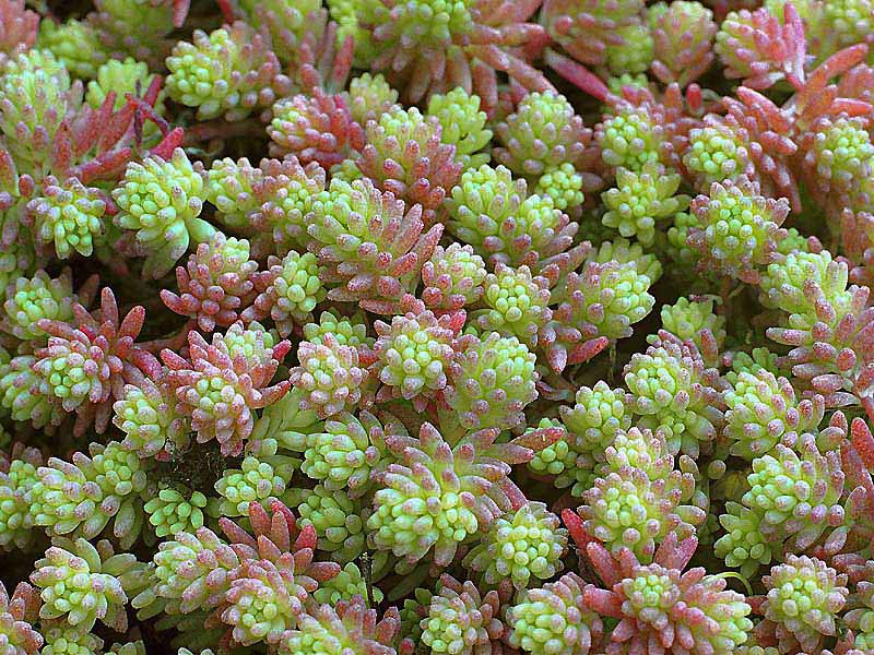 Sedum berdaun tebal