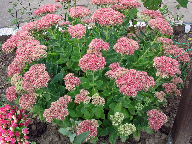 Cara menanam sedum