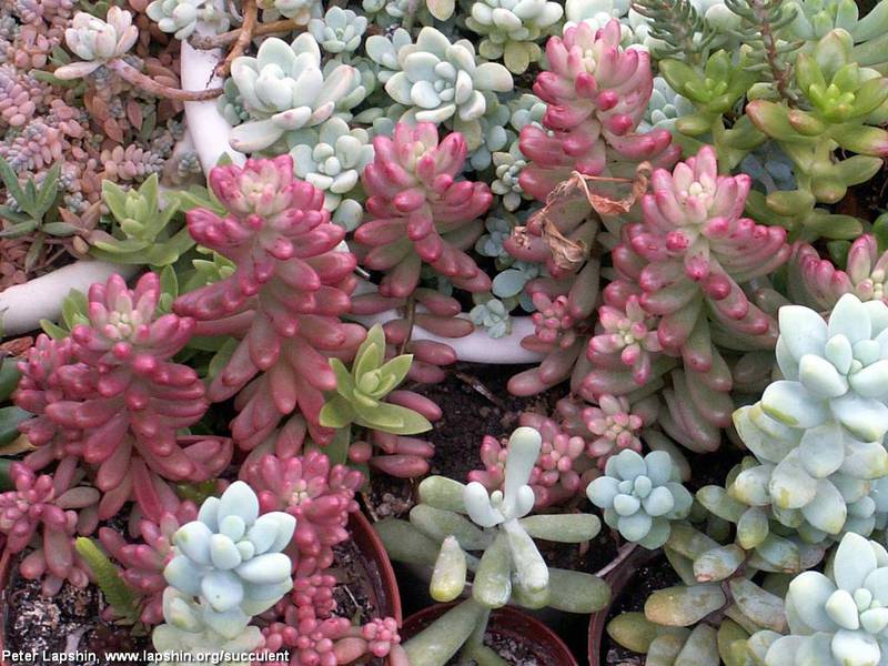 Sedum dalam reka bentuk landskap