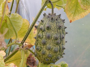 Khasiat buah Kiwano