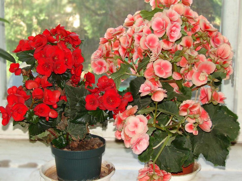 Varieti begonia bunga dalaman