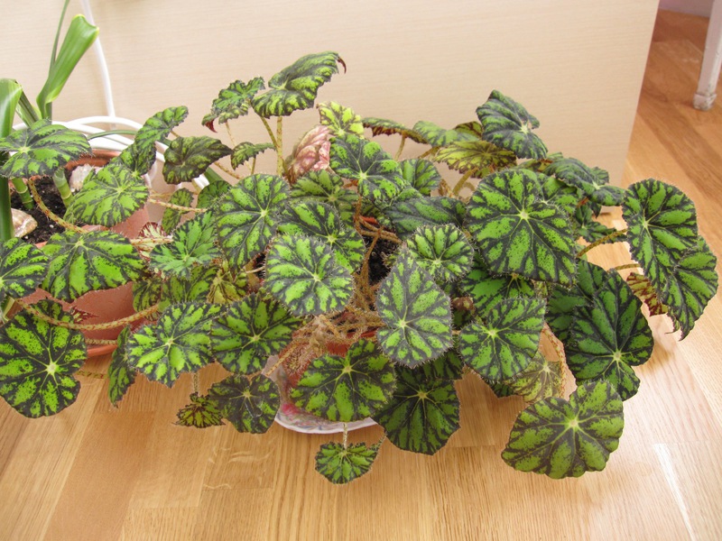 Gambaran ciri begonia Harimau