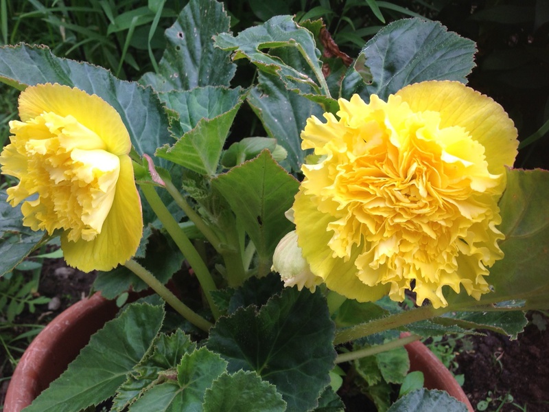 Penerangan begonia kuning dalaman