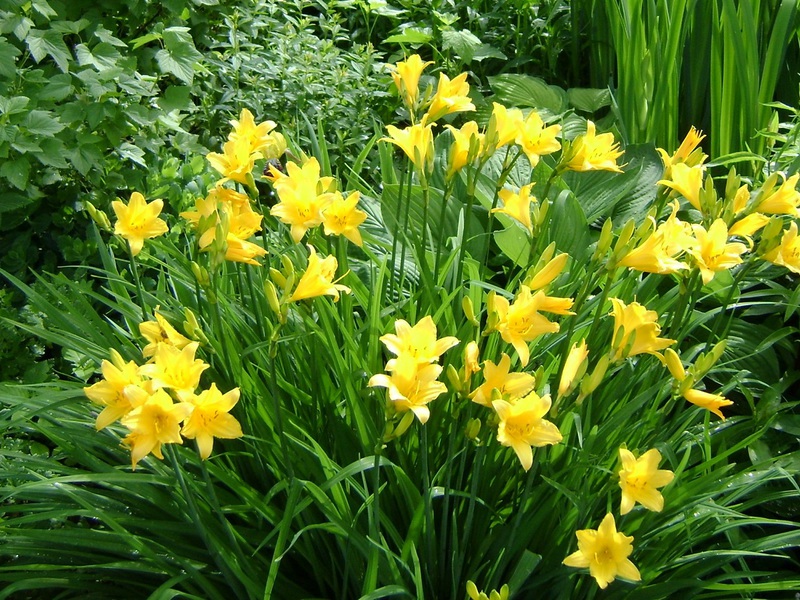 Ciri-ciri Citrine bunga daylily