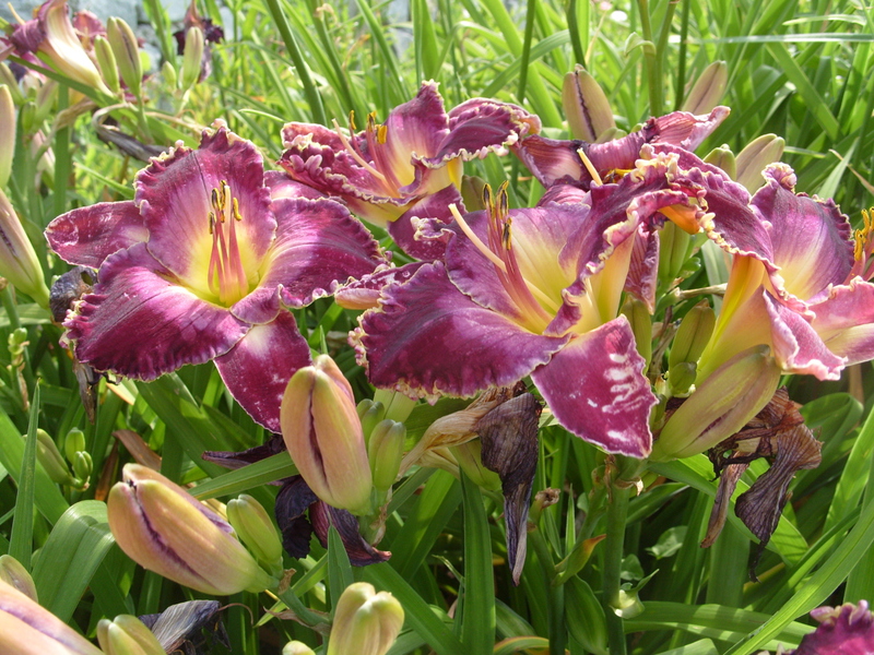 Gambaran ciri mengenai daylilies Magic Midnight