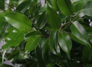 Penjagaan Ficus