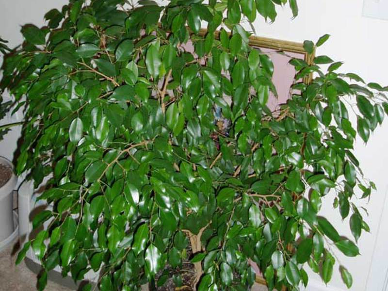 Ficus tumbuhan dalaman