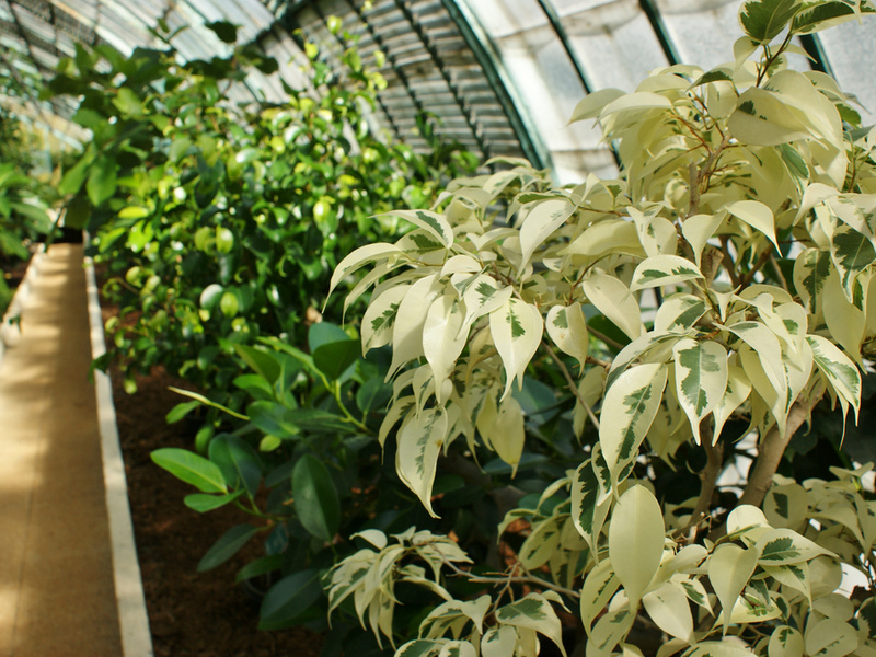 Ficus Benjamina - penjagaan di rumah