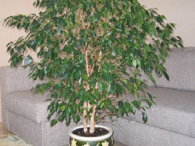 Cara merawat ficus dalaman