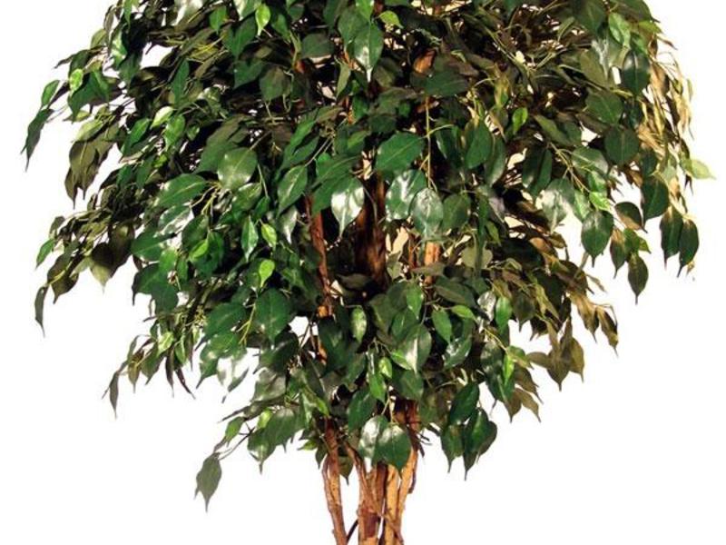 Spesies Ficus Benjamin