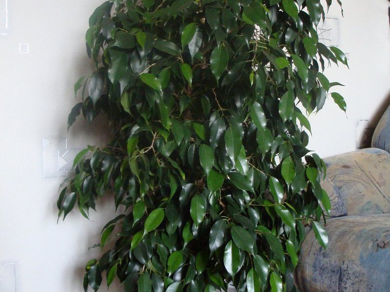 Ficus benjamin di rumah