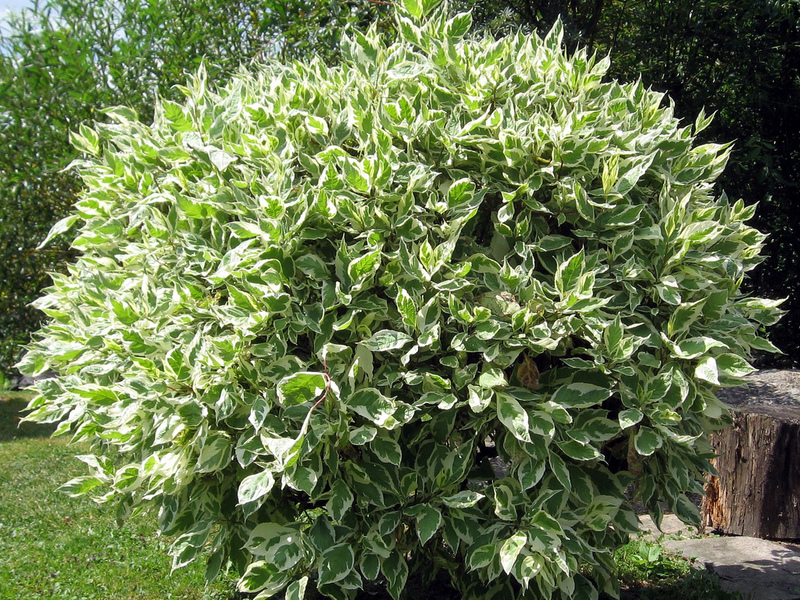 Ficus dalaman