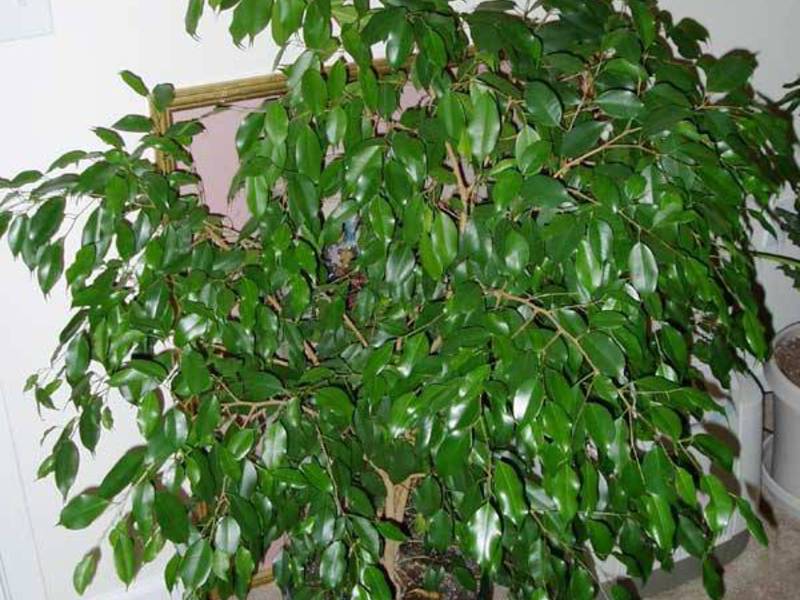 Spesies Ficus Benjamin