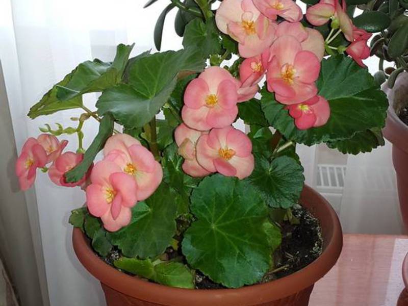 Penyebaran begonia dengan keratan