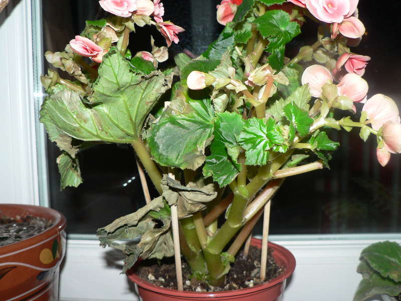 Penyebaran begonia dengan keratan