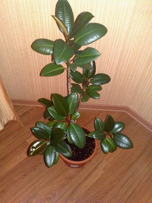 Pemangkasan ficus