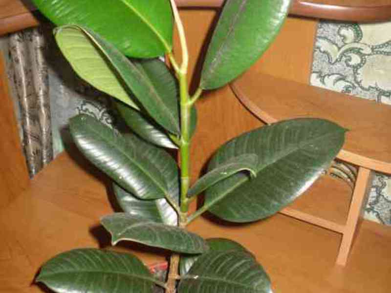 Ficus getah yang semakin meningkat