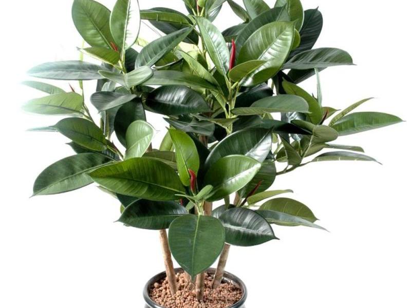 Apakah keadaan yang disukai oleh ficus?