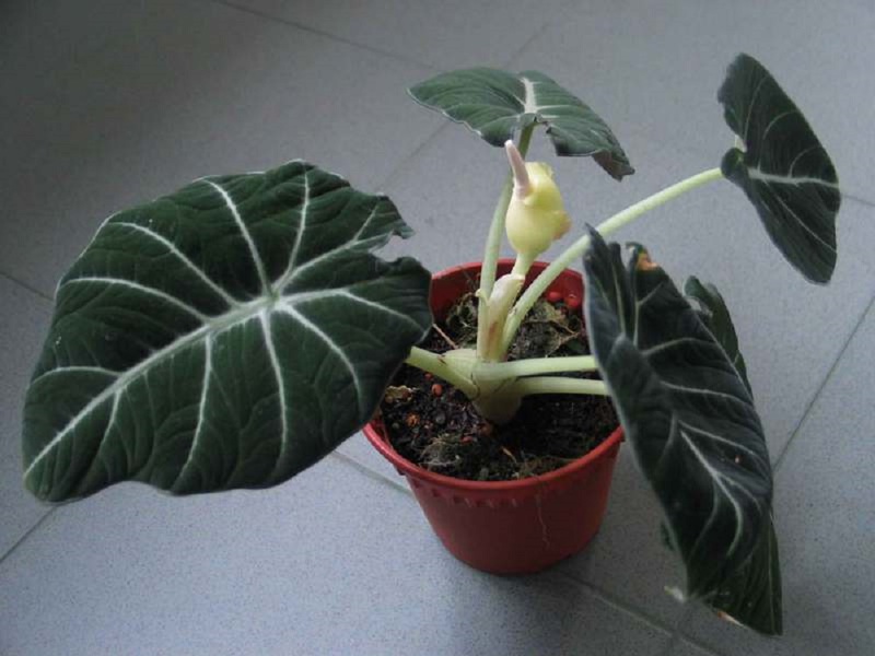 Penerangan mengenai spesies bunga alocasia Black Velvet