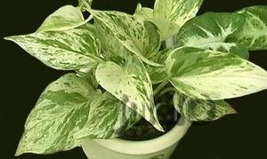  Epipremnum aureum - tanaman rumah bergambar