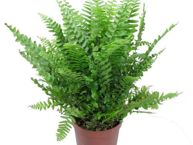 Fern Nephrolepis - sejenis pakis hiasan